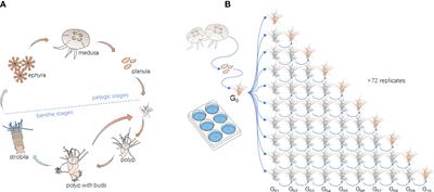 Transgenerational effects and temperature variation alter life history traits of the moon jellyfish